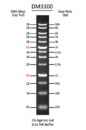 SMOBIO DNA分子量標準品